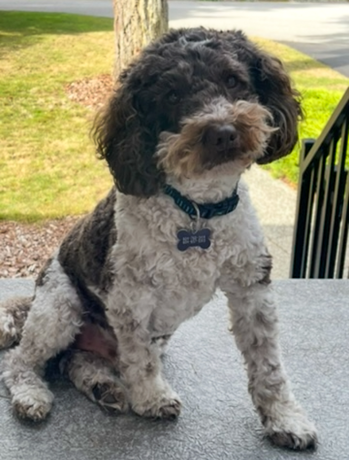 Oscar - Therapy Dog